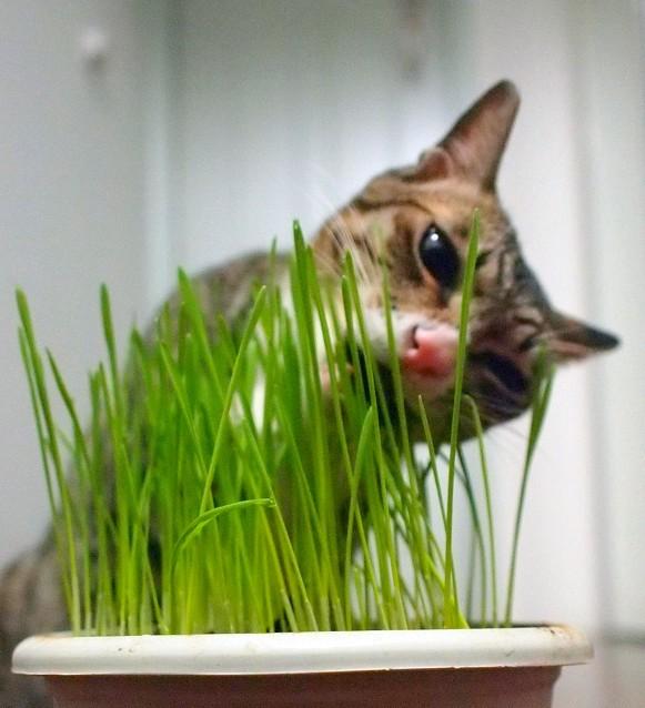 猫草