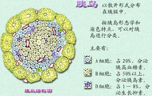 胰岛功能性β细胞瘤