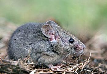 田鼠的已知品种有70多种