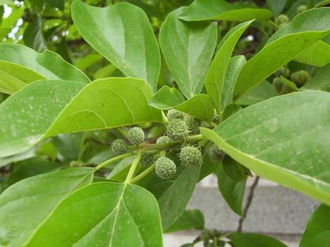 野荔枝