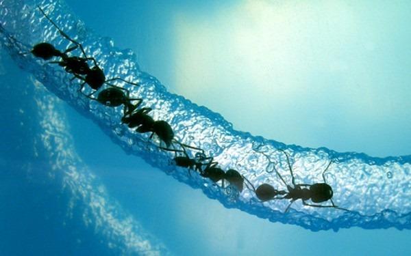 蚁群算法+-+搜狗百科