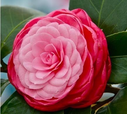 十八学士(茶花品种)