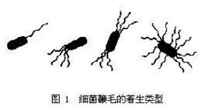 全部版本 历史版本    鞭毛是细菌的运动器官.