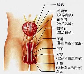 睾丸高清图片