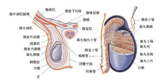 睾丸高清图片