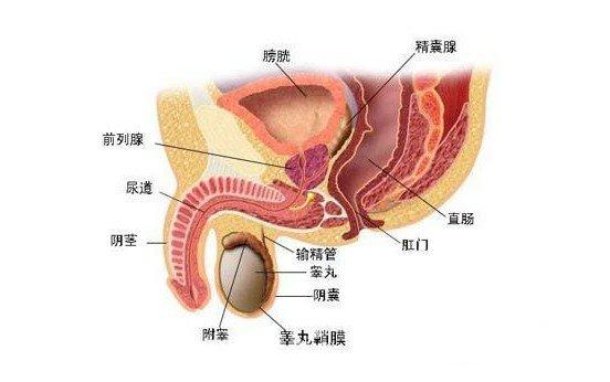 霉菌性前列腺炎