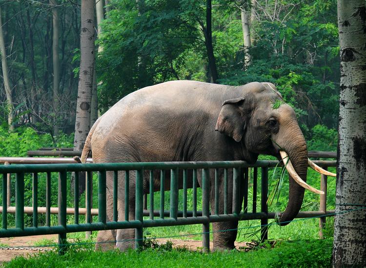 秦皇岛野生动物园+-+搜狗百科