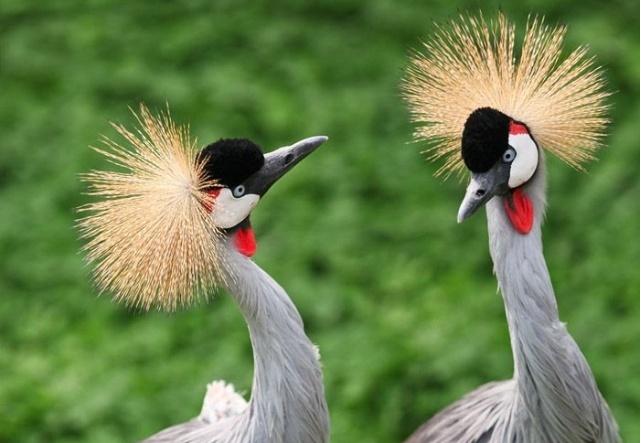 神雕山野生动物自然保护区