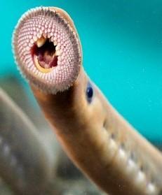 七鳃鳗(无颌动物亚门圆口纲的一种动物)