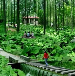 千岛湖森林氧吧是由千岛湖国家森林公园向外推出的又一处生态旅游