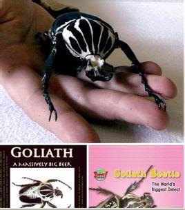 巨型甲虫goliathbeetles