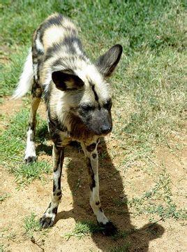 非洲野犬西非亚种