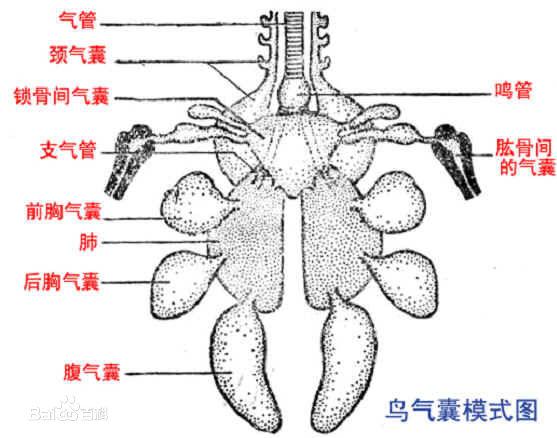 气囊指鸟类伸出肺外,分布于内脏间的膨大的膜质囊,有的气囊还通入肌肉