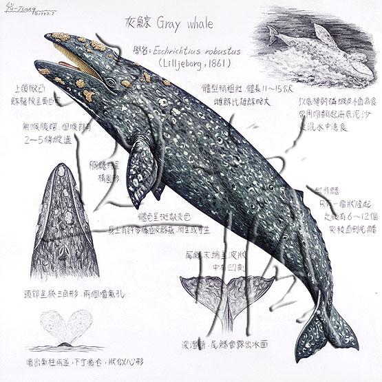 俗名:克鲸,腹沟鲸  科属分类   中文目名:鲸目    中文科名:灰鲸科