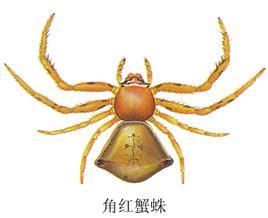 昆虫名,为蜘蛛目(araneae),蟹蛛科.