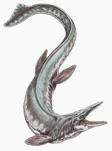 如同蛇颈龙类,鲨鱼,鱼类,与其他沧龙类 海王龙是