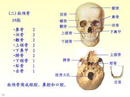 面颅骨