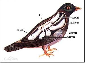 鸟类气囊