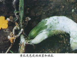 黄瓜灰色疫病