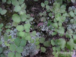 植物形态:狭叶凤尾蕨主要分布在我国福建,江西,台湾,广东,广西,贵州