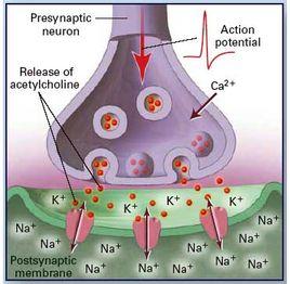 神经元(postsynapticneuron)产生兴奋作用的神经细胞间的连接--神经