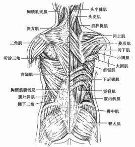 相关百科 背肌分为背浅肌,背深肌和背部筋膜.