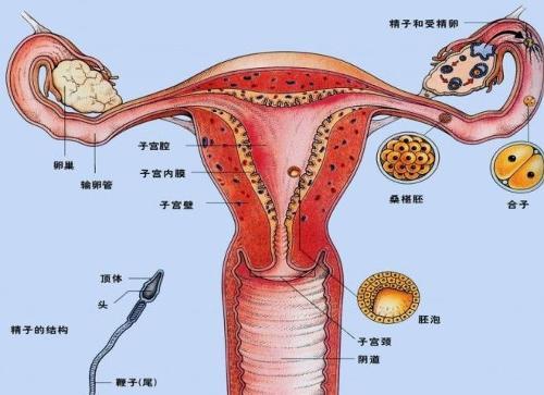 更年期子宫脱垂的表现主要有: 阴部下坠感阴道发胀不适,伴小腹胀痛