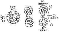 原子核模型