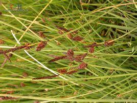 搜狗百科 圆囊薹草(学名:carexorbicularis)是莎草科薹草属的植物.