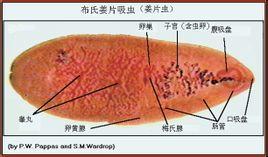 布氏姜片吸虫