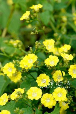 伞花鱼黄草