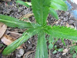 香莱又称洋芫荽,野芫荽,假芫荽,大叶芫荽,香莱不是香菜(芫荽.