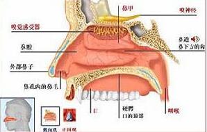 有感冒,急性鼻炎等病史.  2.
