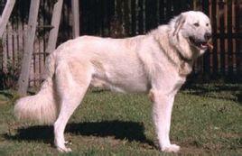 阿卡巴士犬—搜狗搜索旗下的百科产品