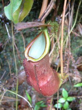 长叶猪笼草是苏门答腊岛海拔300~1100m地区特有的