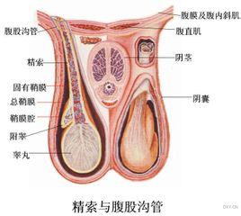 结核性附睾炎