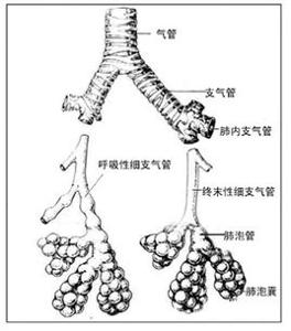 3~5个终末细支气管连同他们的分支及其肺泡构成肺小叶(lobule).