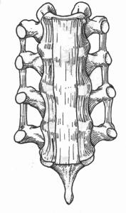 各部有所不同,前纵韧带内层纤维与椎间盘外层纤维和椎体的骺环相连