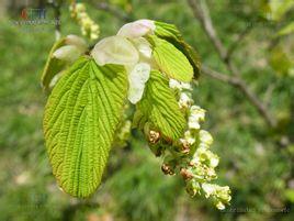 中文学名红药蜡瓣花 二名法corylopsis veitchiana bean 界植物界 门