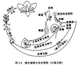 植物比较胚胎学—搜狗百科