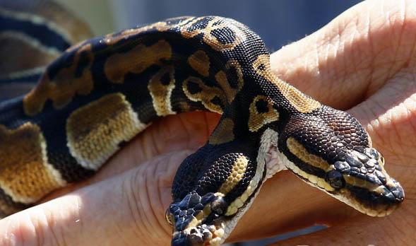 双头蛇属于变异种,主要是因为蛇的基因受到了污染或