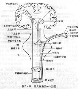 搜狗百科 三叉丘系又称三叉丘脑束,由对侧三叉神经脊束核和大部分三叉