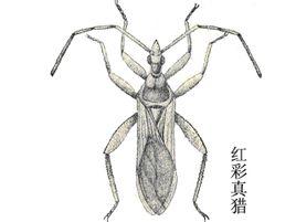 红彩真猎蝽
