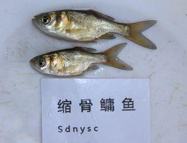 在珠三角是高效益养殖的淡水鱼品种,常见的名称是"仙骨鱼".