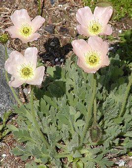 属 罂粟属 拉丁学名 papaver alboroseum 纲 双子叶植物纲 科 罂粟科