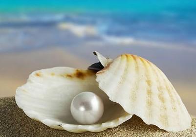 珍珠母+-+搜狗百科