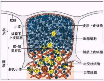 胸腺小体