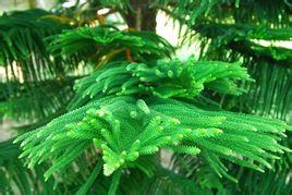 搜狗百科 (:araucariacunninghamii),又称肯氏南洋杉,杉,是南洋杉属下