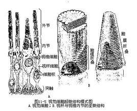 胞体是含核的膨大部分,终足相当于轴突,内,外节相当于树突