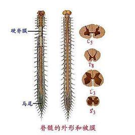 脊髓圆锥